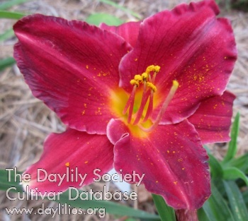 Daylily Little Red-hot